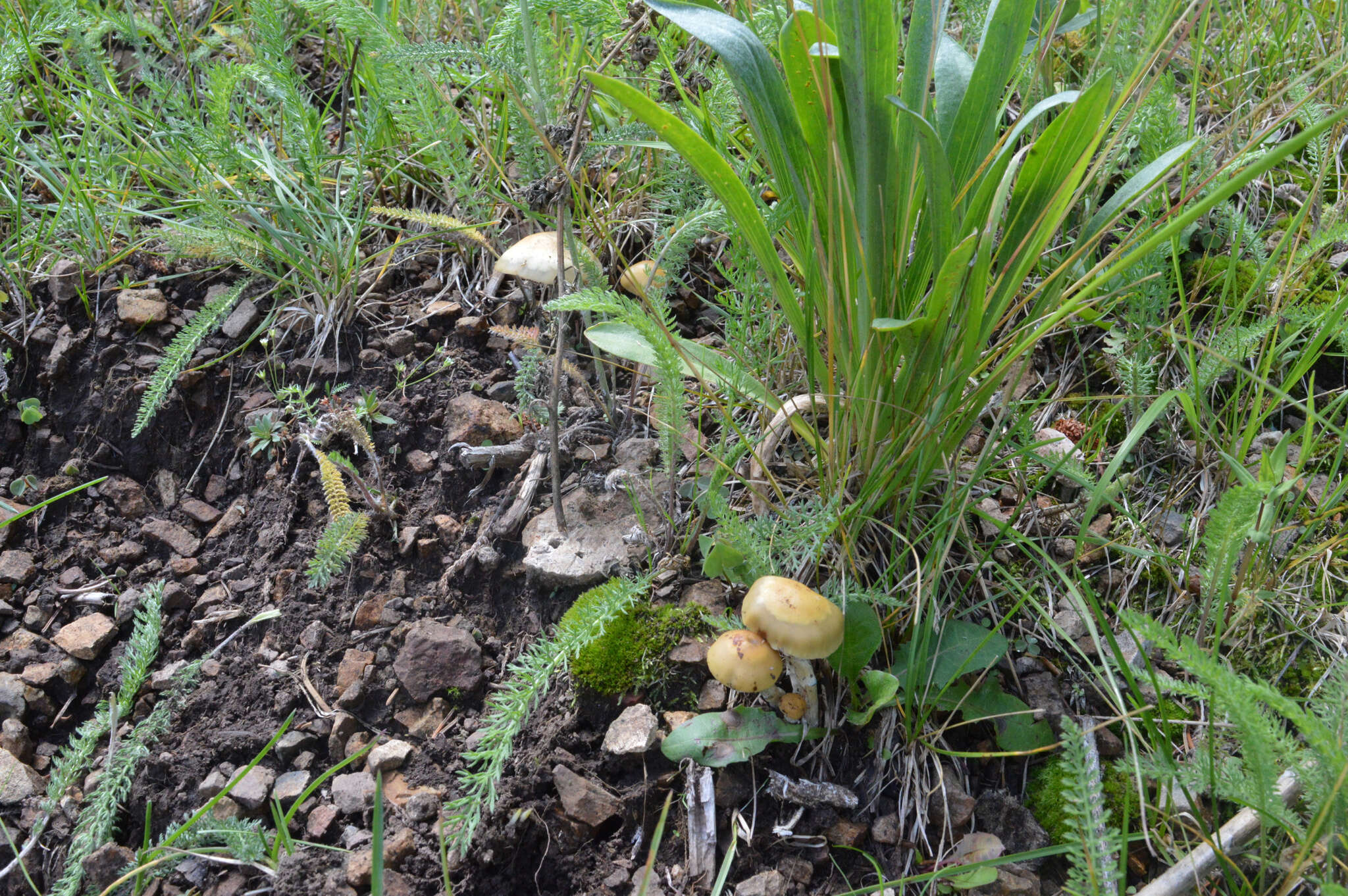 Слика од Psilocybe mescaleroensis Guzmán, Walstad, E. Gándara & Ram.-Guill. 2007