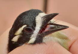 Image of Pogoniulus bilineatus bilineatus (Sundevall 1850)