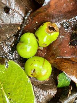 Plancia ëd Pygeum arboreum (Bl.) Bl.