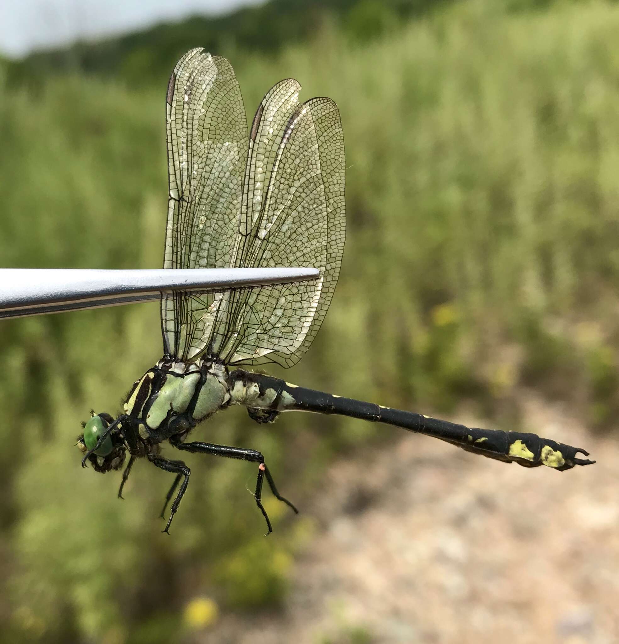 Image of Shaogomphus schmidti (Asahina 1956)