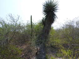 Image of Don Quixote's lace