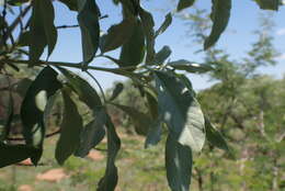 Image de Vitex zeyheri Sond. ex Schauer