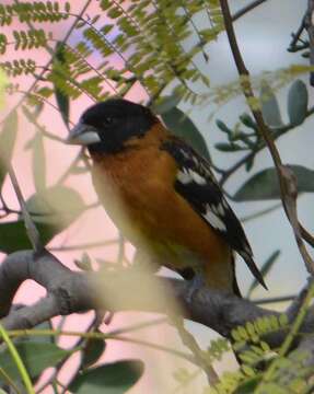 Image of Black-headed Grosbeak