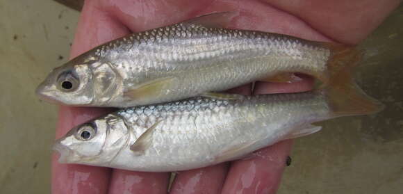 Image of Lowveld Largescale Yellowfish