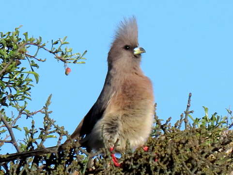 صورة Colius colius damarensis Reichenow 1899