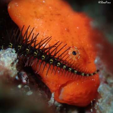 Image of Bandfin frogfish