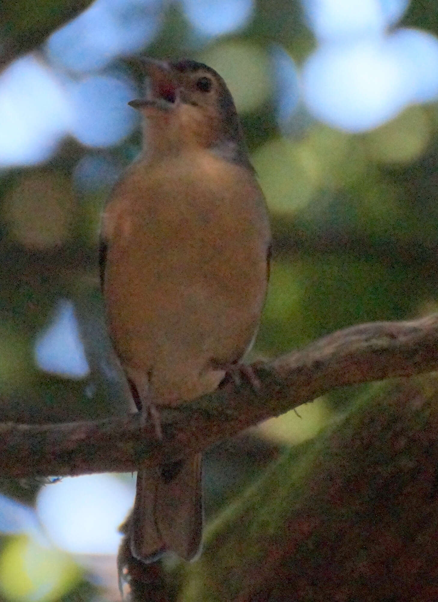 Image of Fringilla coelebs canariensis Vieillot 1817