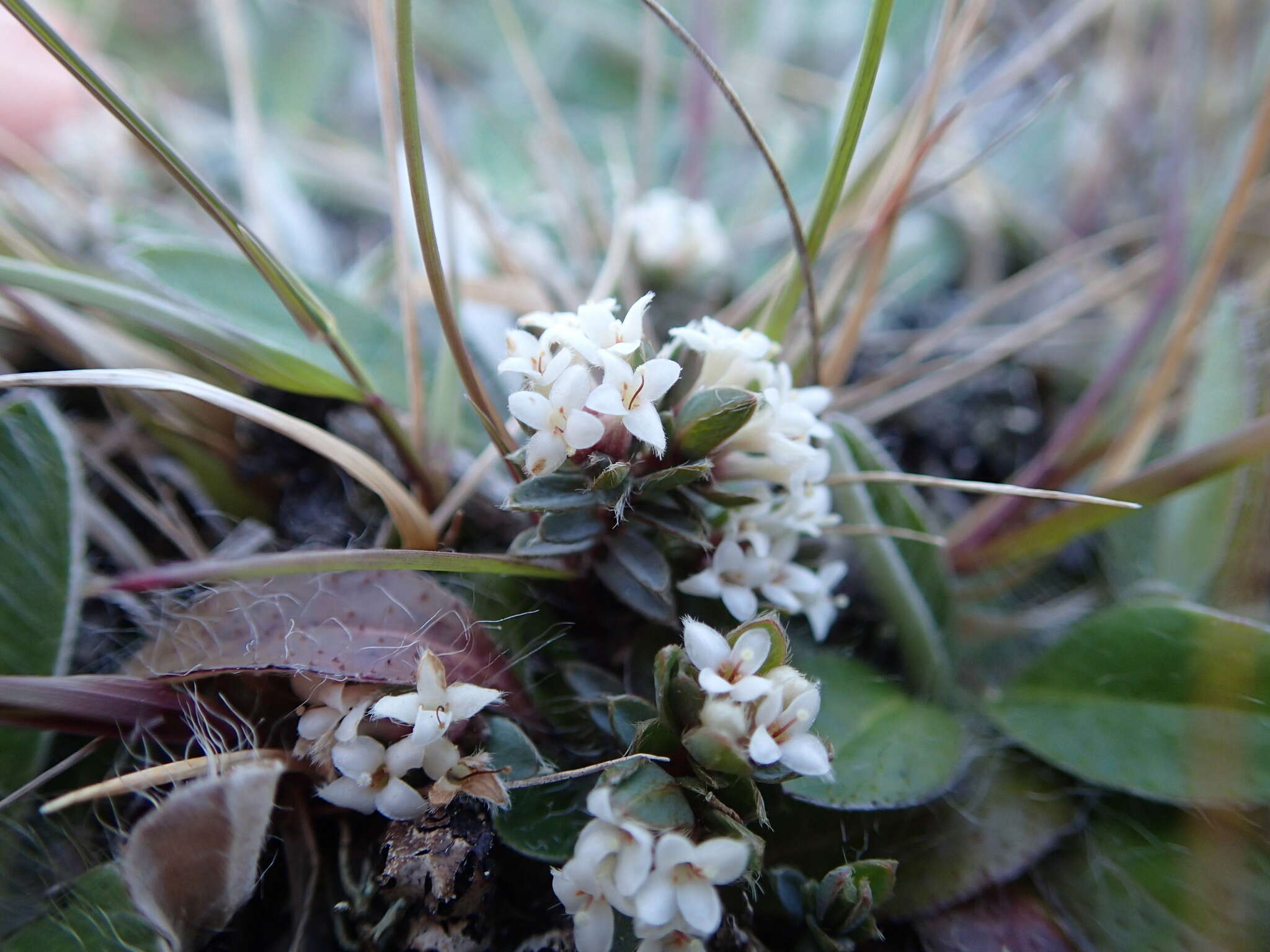 Image of Pimelea oreophila subsp. lepta C. J. Burrows