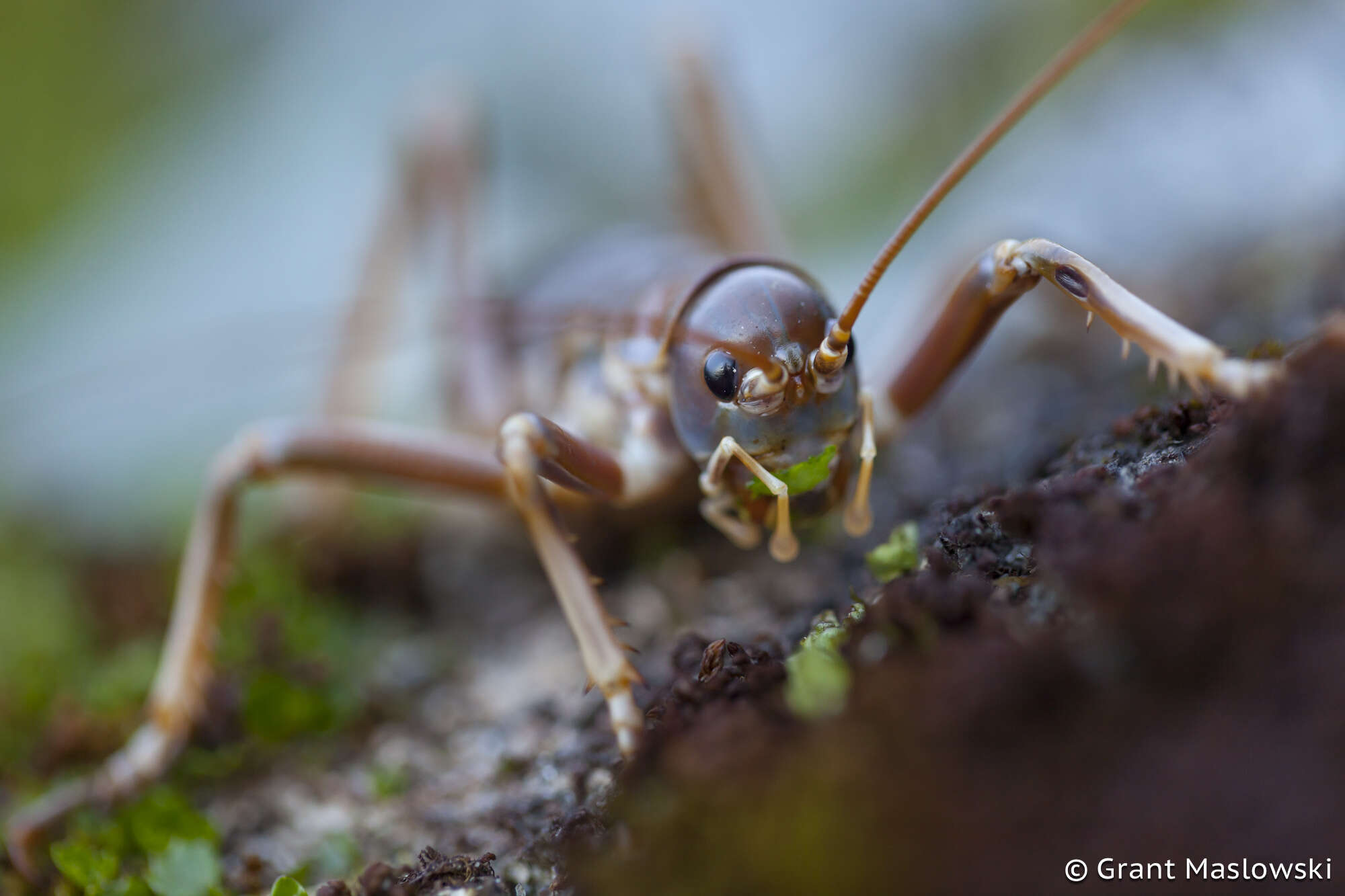 Plancia ëd Deinacrida pluvialis Gibbs 1999