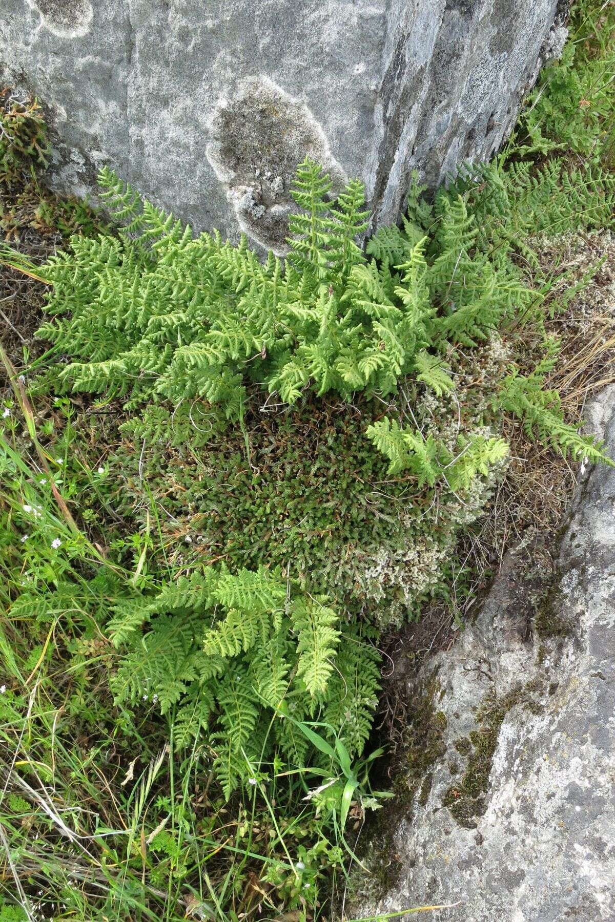 Image of Rocky Mountain woodsia