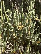 Image of Salicornia littorea (Moss) Piirainen & G. Kadereit