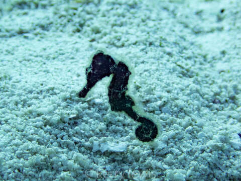 Image of Long-snout Seahorse