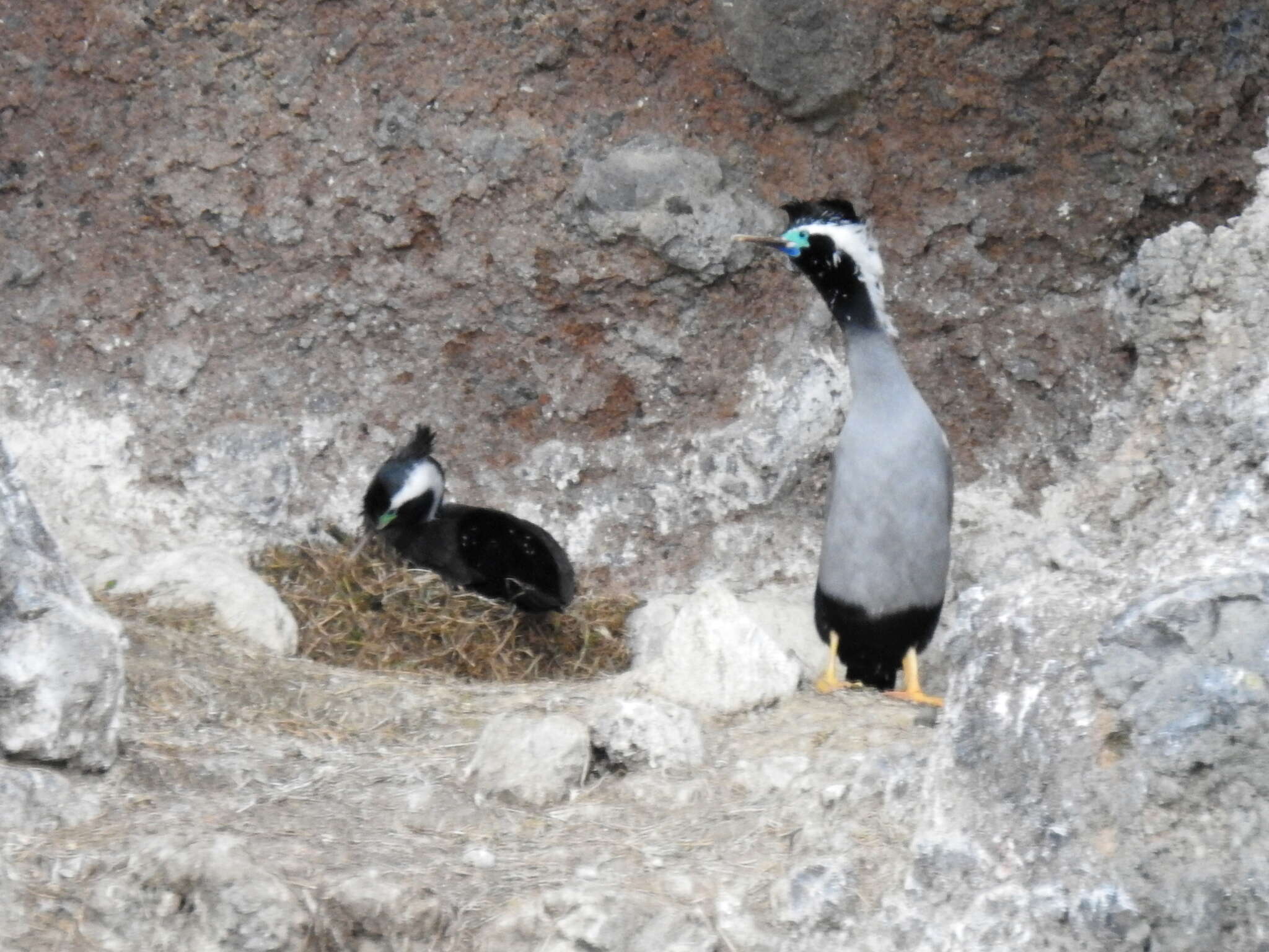 Image of Spotted Shag