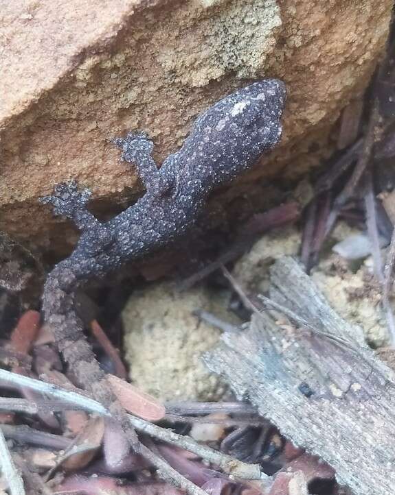 Image de Hemidactylus brasilianus (Amaral 1935)