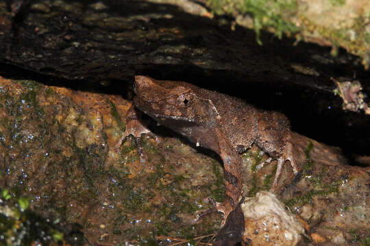 Image de Megophrys brachykolos Inger & Romer 1961