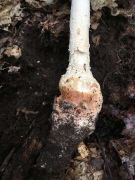 Image of Amanita subsolitaria (Murrill) Murrill 1941