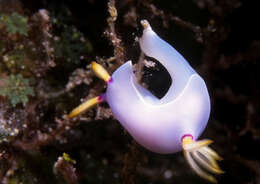 Image of Hypselodoris melanesica Gosliner & R. F. Johnson 2018