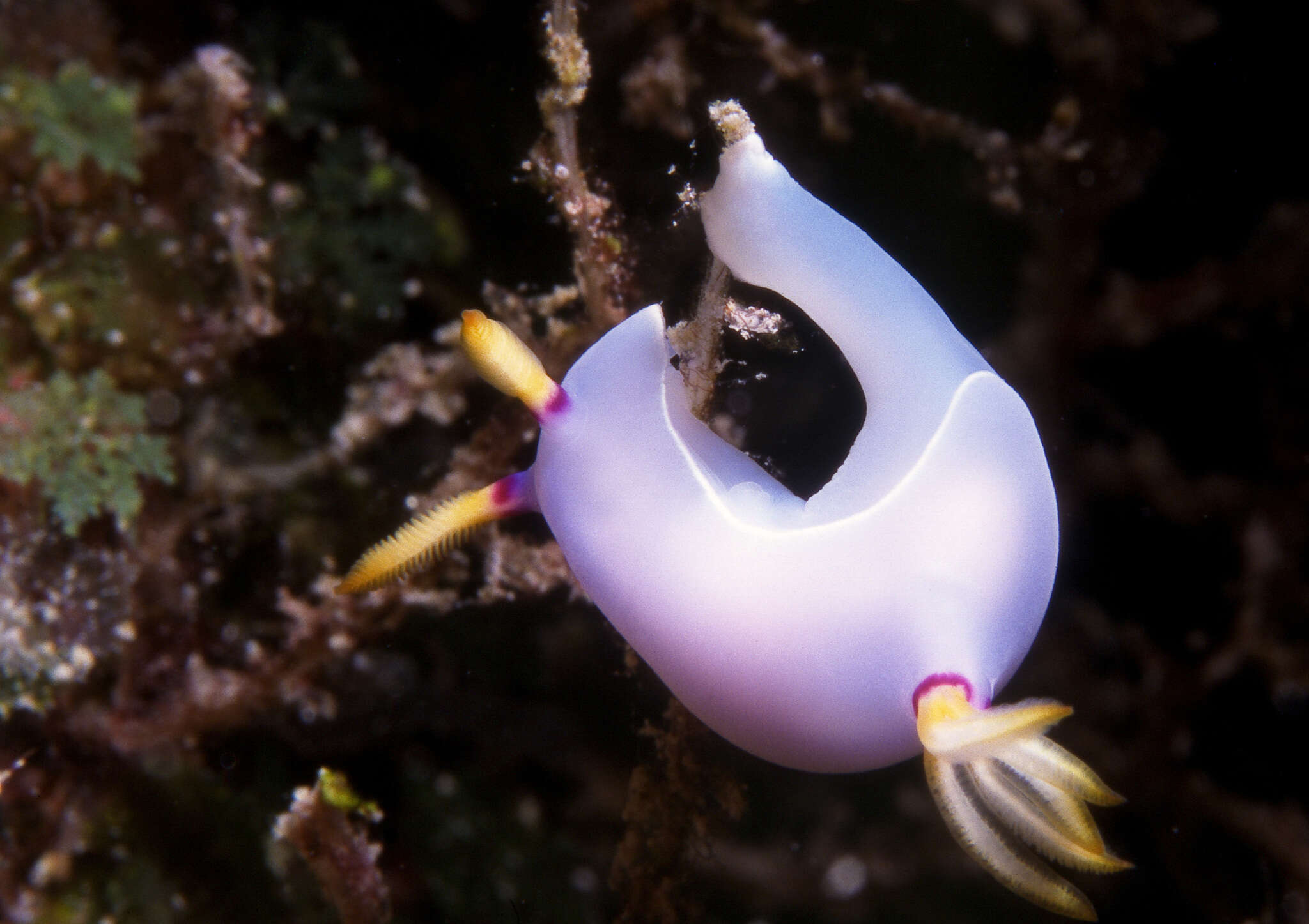 Image of Hypselodoris melanesica Gosliner & R. F. Johnson 2018