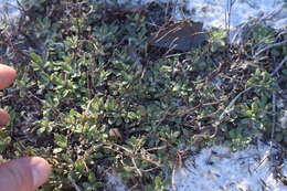 Image of coastal sand frostweed