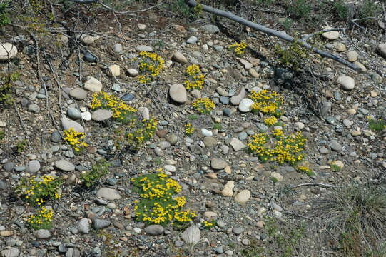 Image of Maclean's goldenweed