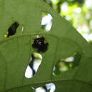 Image of Microctenochira peltata (Boheman 1855)