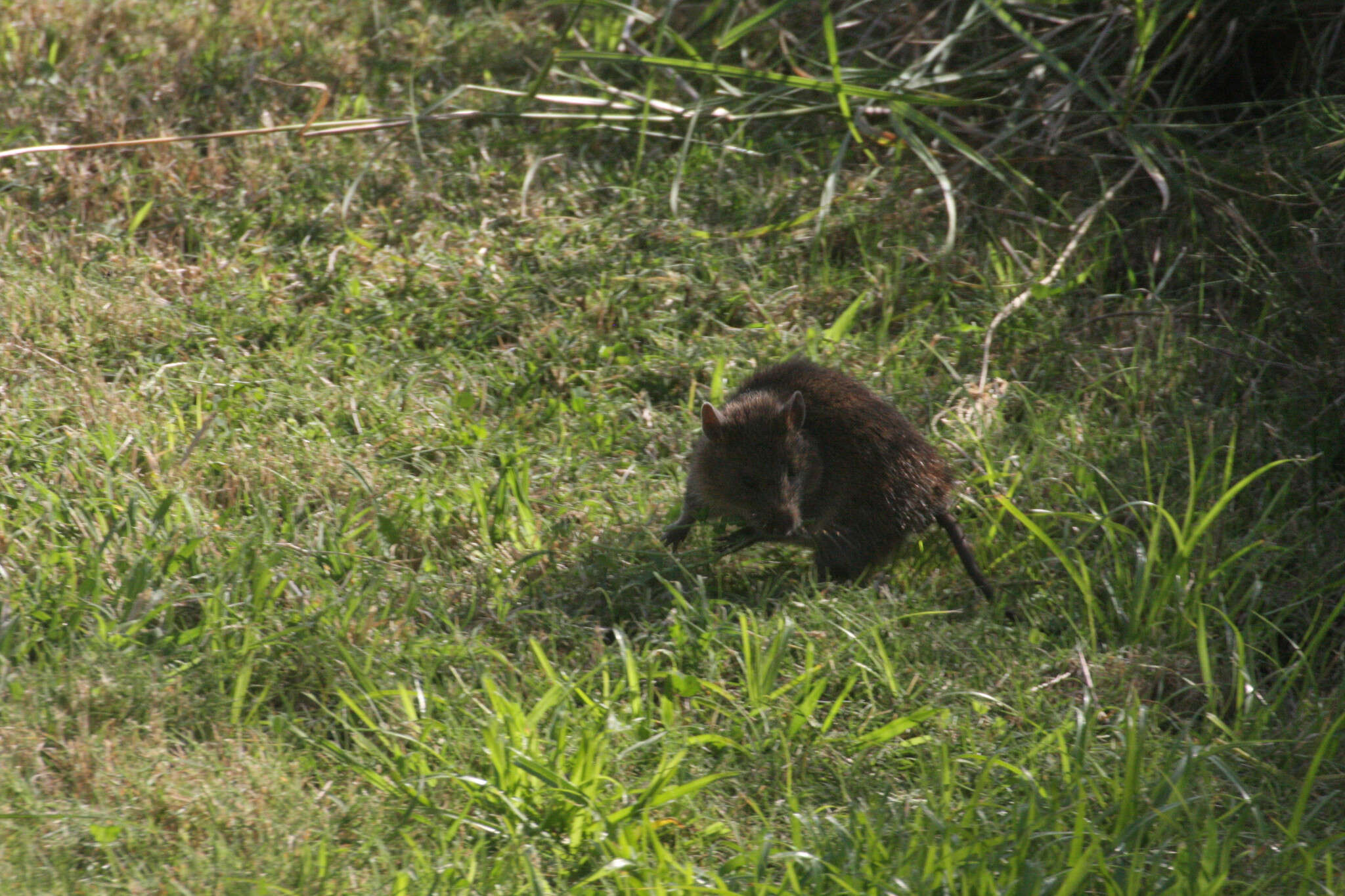 Image of Australian Swamp Rat