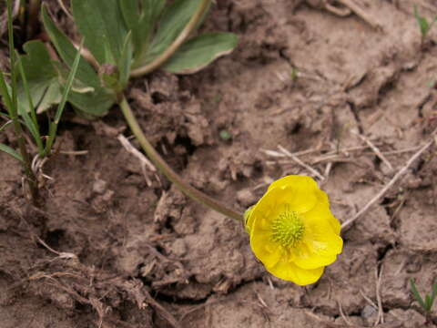 Image of <i>Ranunculus songaricus</i>