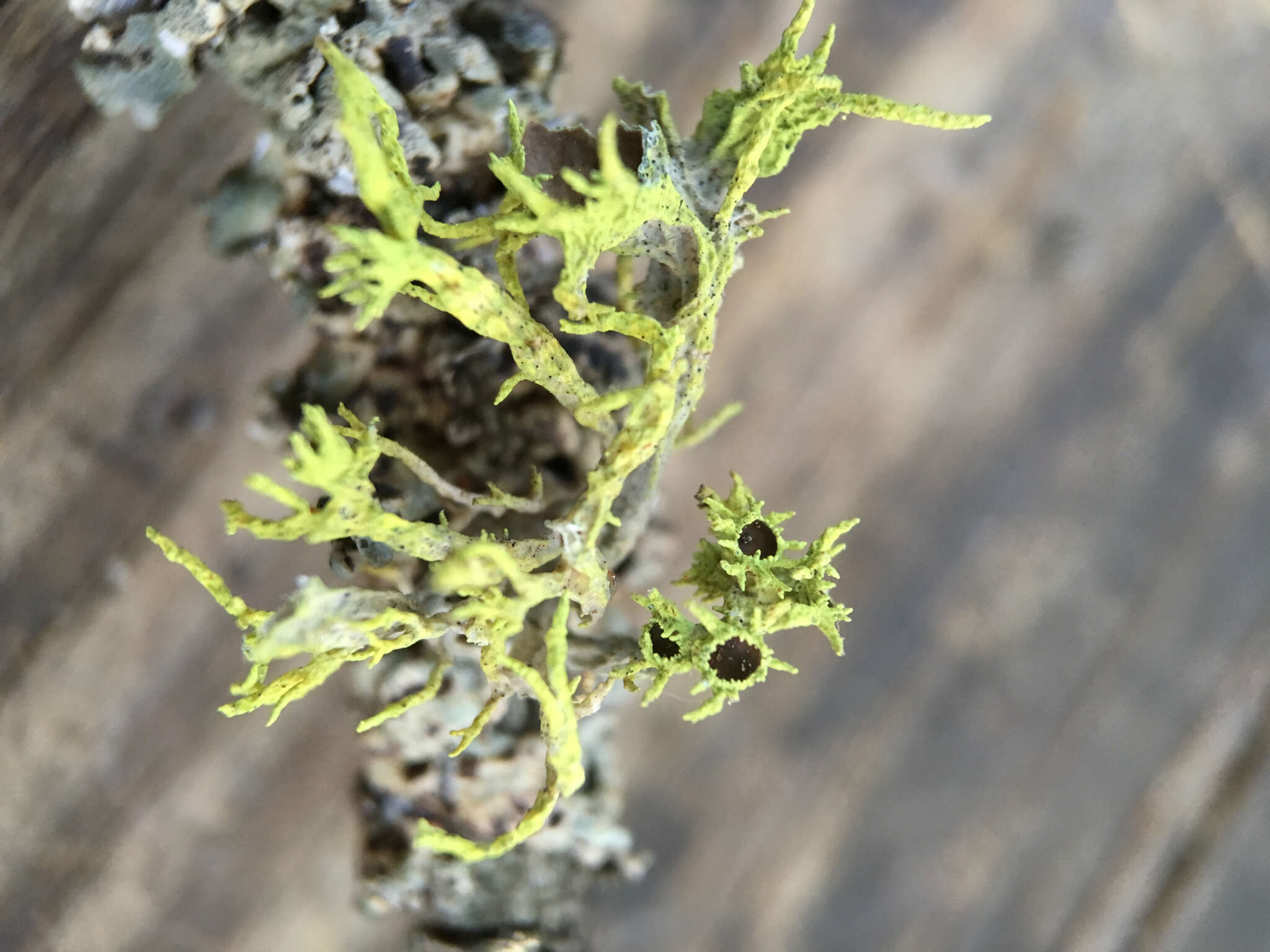 Image of Brown-eyed wolf lichen