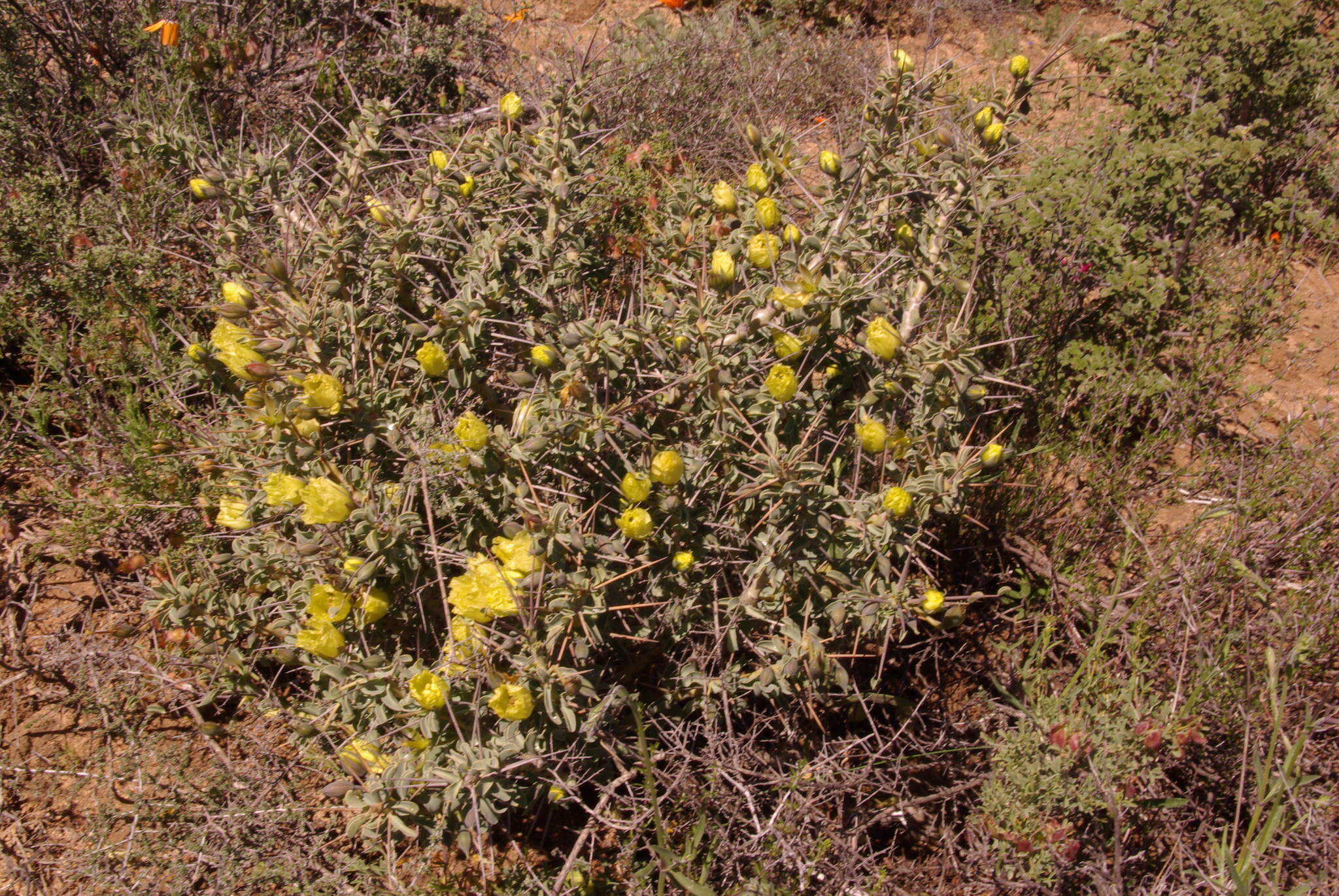 Image of Monsonia lheritieri (Sw.) Steud.