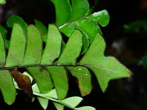 Image de Lindsaea falcata Dryand.