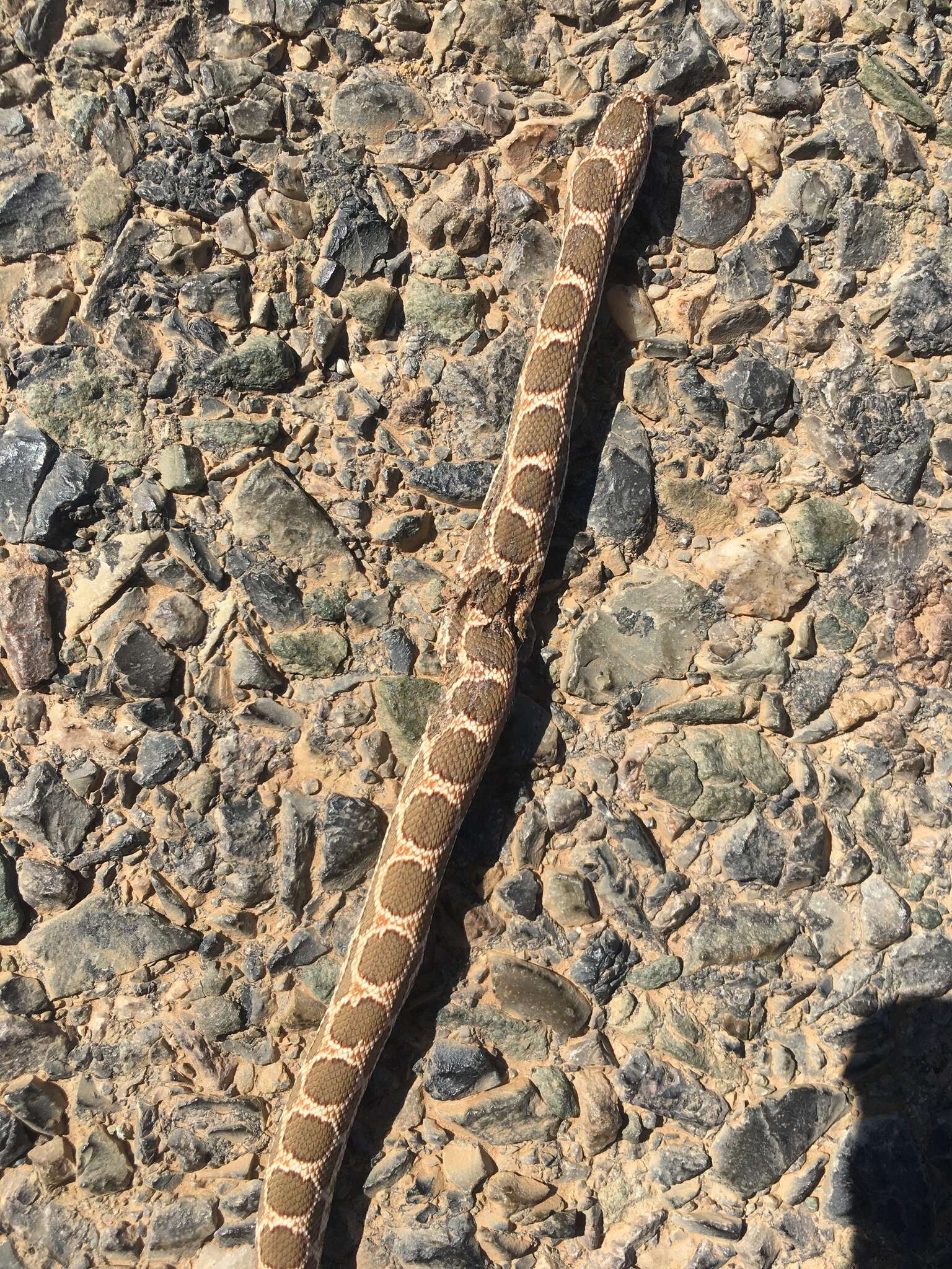 Image of Werner's Diadem Snake