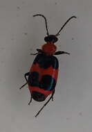Image of Lebia (Lebia) bitaeniata Chevrolat 1834