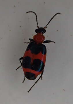 Imagem de Lebia (Lebia) bitaeniata Chevrolat 1834