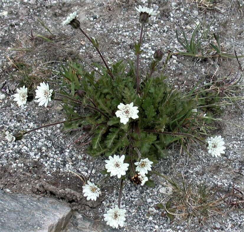 Leucheria papillosa Cabrera resmi