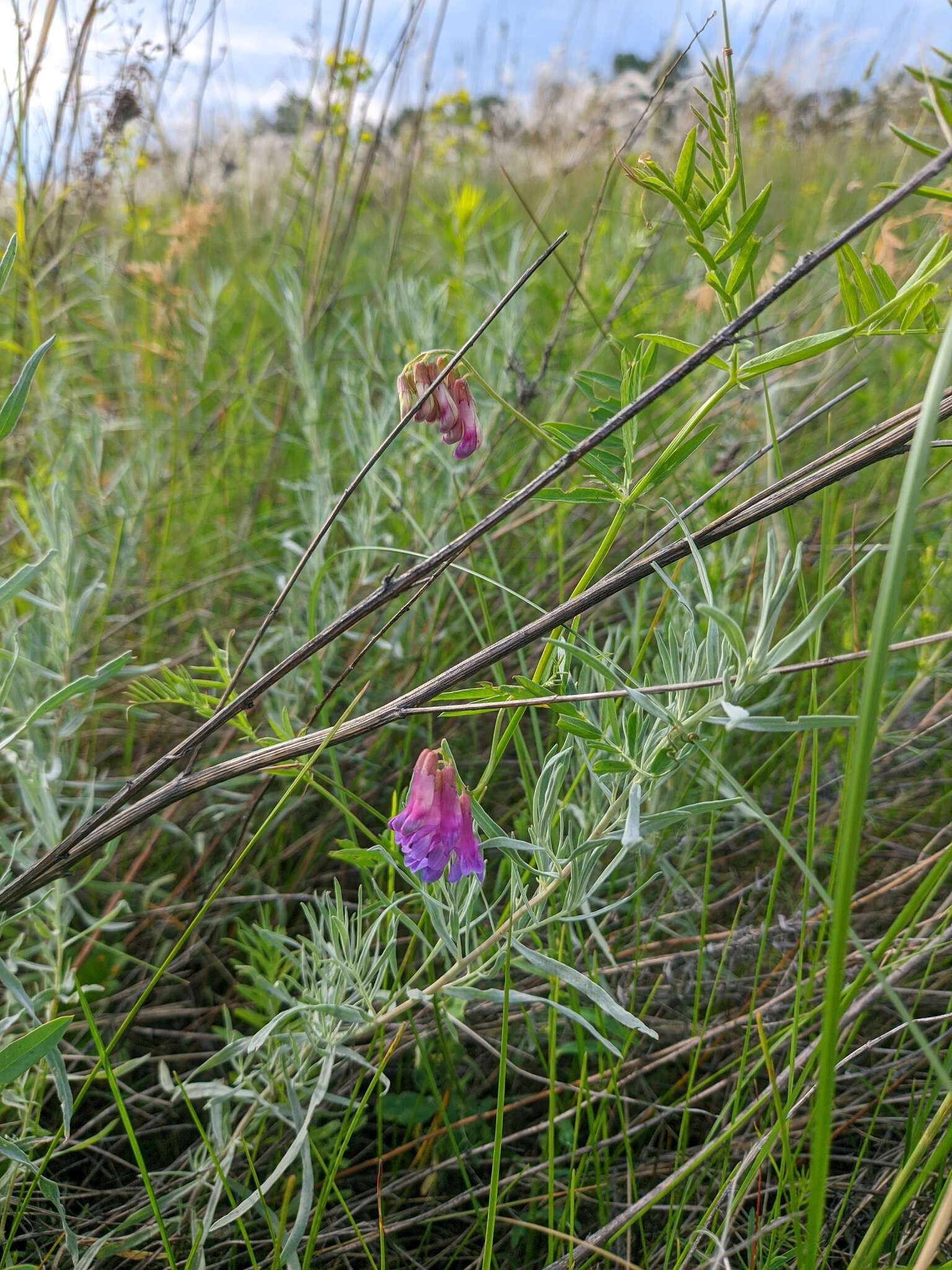 Imagem de Vicia megalotropis Ledeb.