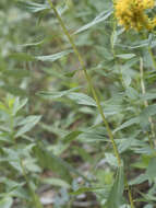 Image of Solidago elongata Nutt.