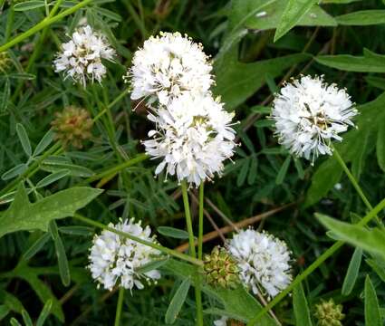 Image of roundhead prairie clover