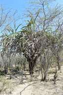 Image of Leptocereus paniculatus (Lam.) D. R. Hunt