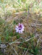 Image of Dactylorhiza maculata subsp. ericetorum (E. F. Linton) P. F. Hunt & Summerh.