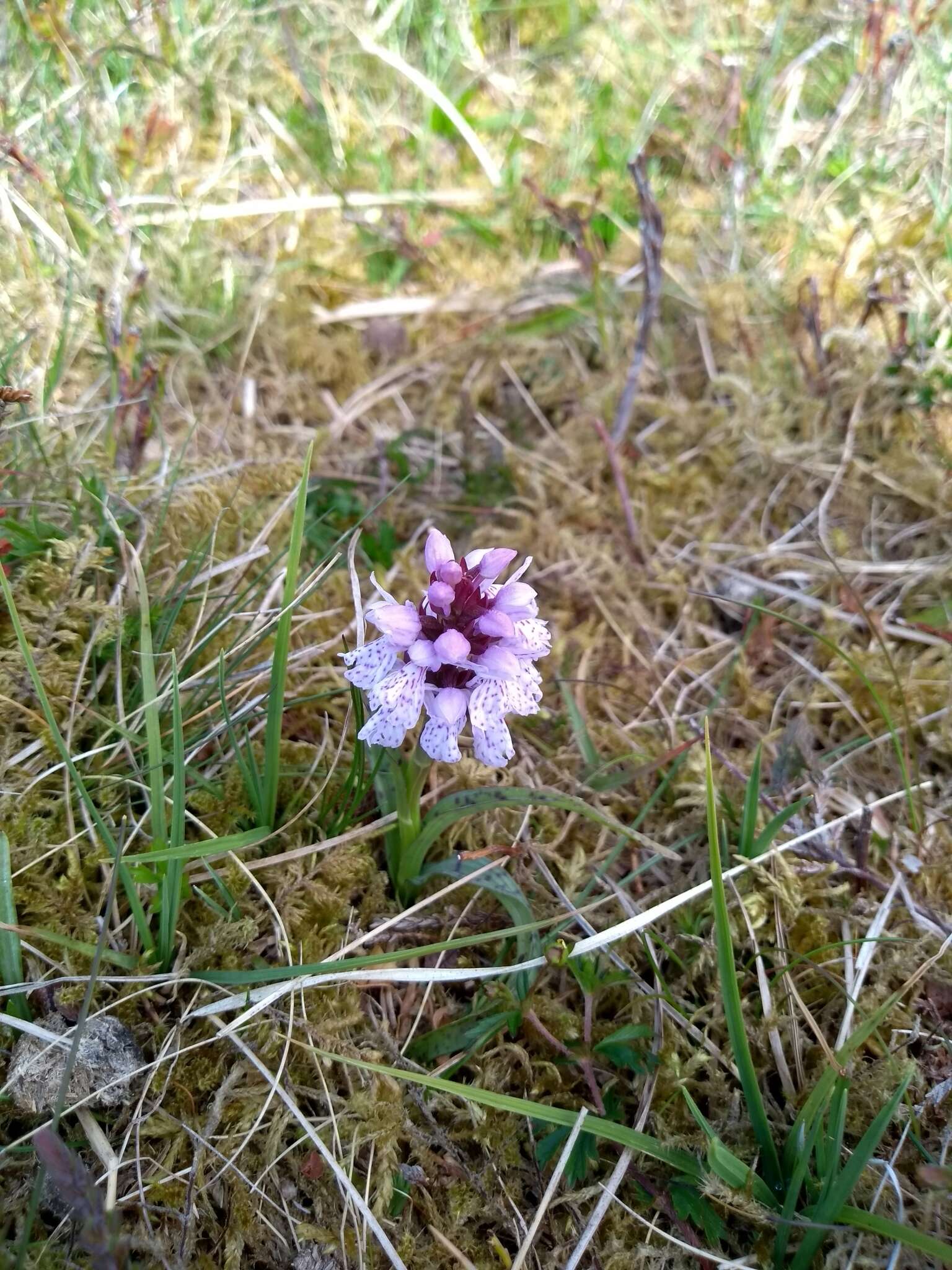 Image de Dactylorhiza maculata subsp. ericetorum (E. F. Linton) P. F. Hunt & Summerh.