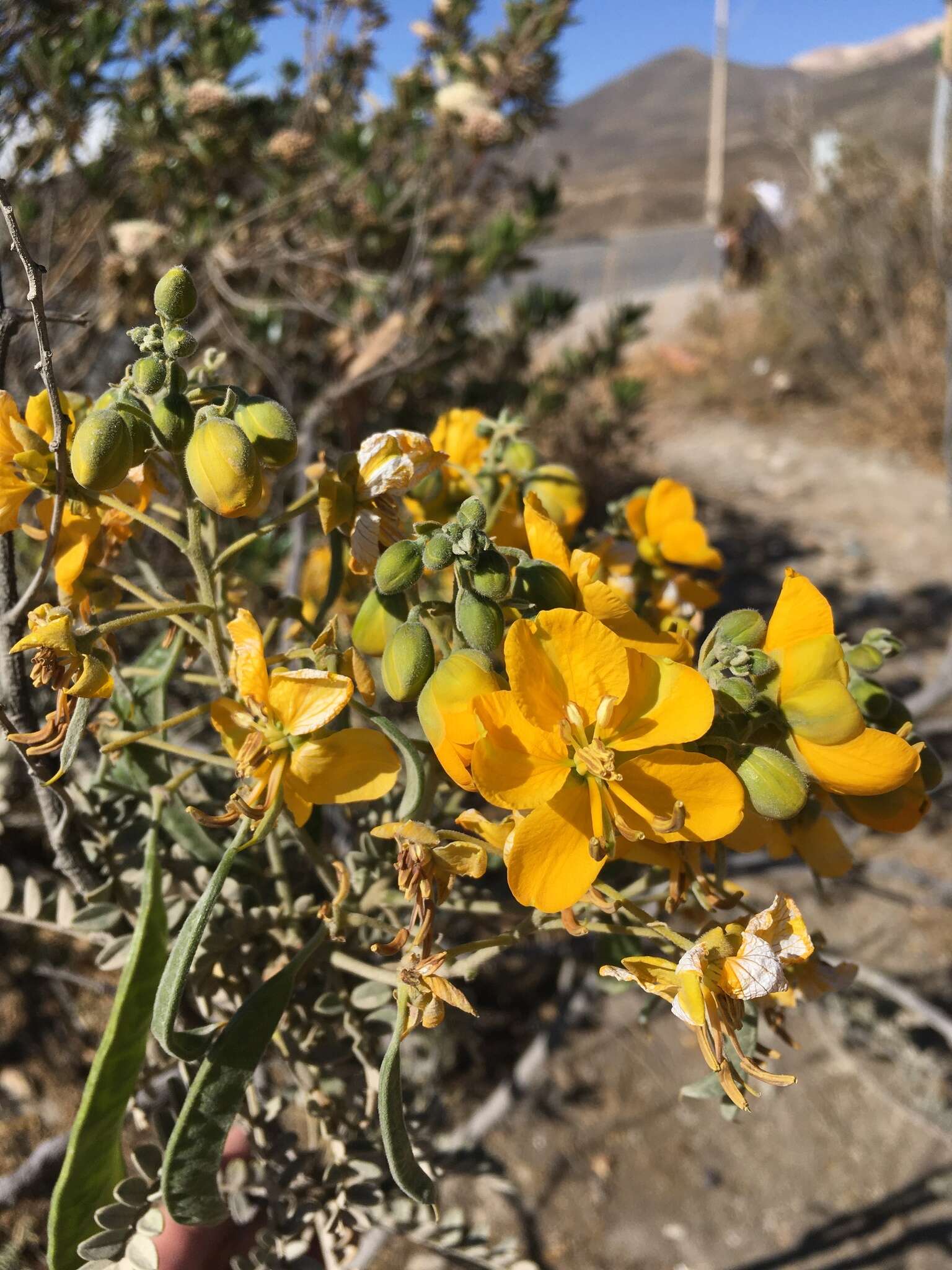 Plancia ëd Senna birostris (Vogel) H. S. Irwin & Barneby