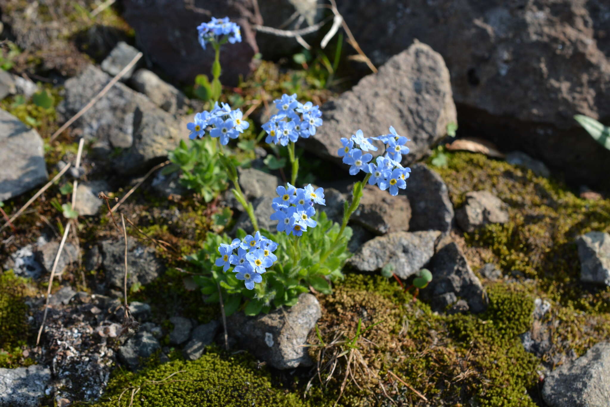 Image de Eritrichium villosum (Ledeb.) Bunge