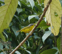 Image of Grey-hooded Warbler