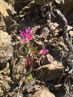 Plancia ëd Clarkia concinna subsp. raichei G. A. Allen, V. S. Ford & L. D. Gottlieb