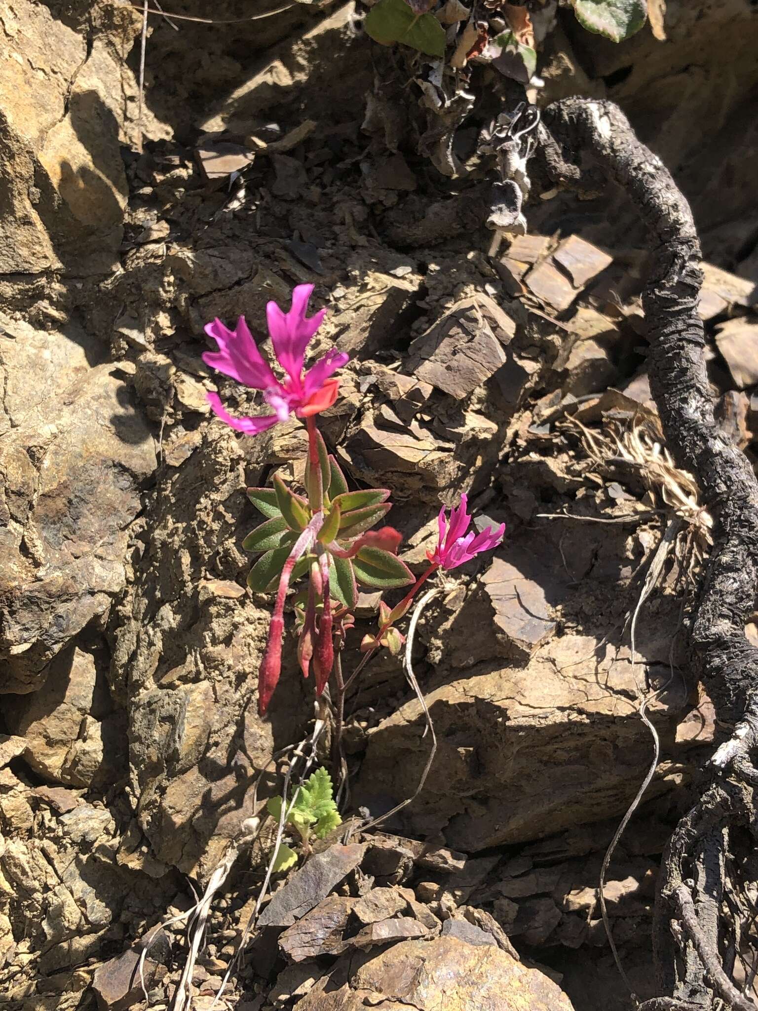 صورة Clarkia concinna subsp. raichei G. A. Allen, V. S. Ford & L. D. Gottlieb