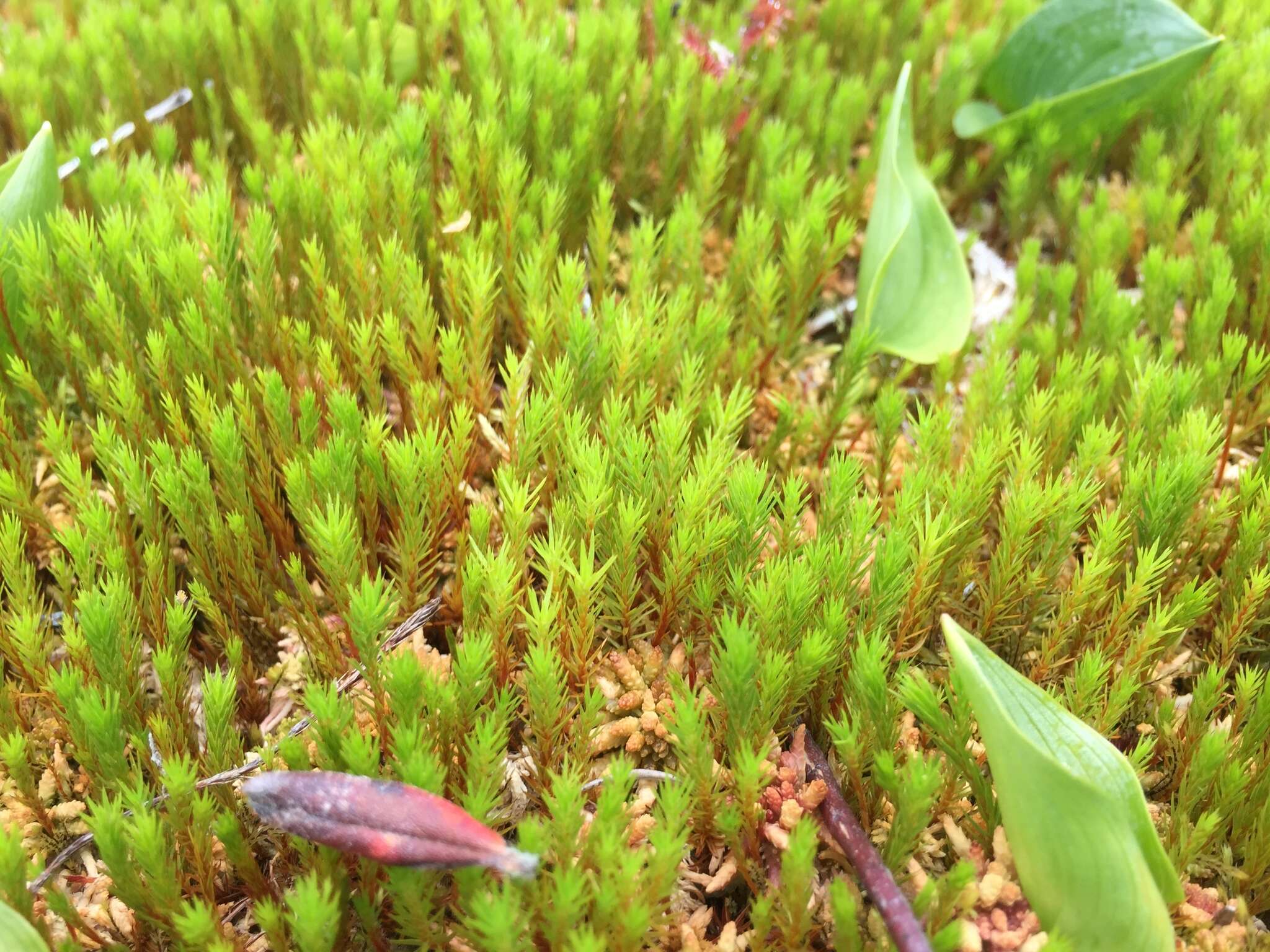 Imagem de Polytrichum strictum Menzies ex Bridel 1801