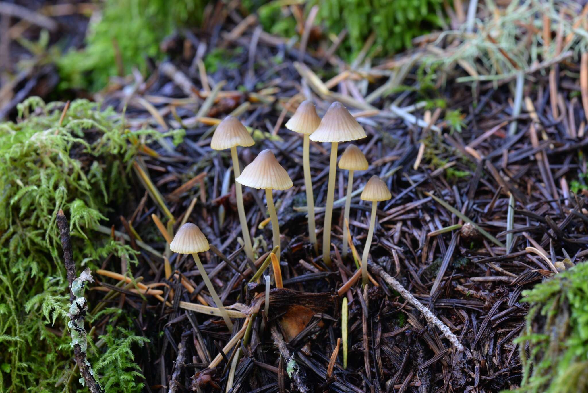 Image of Golden-edge Bonnet