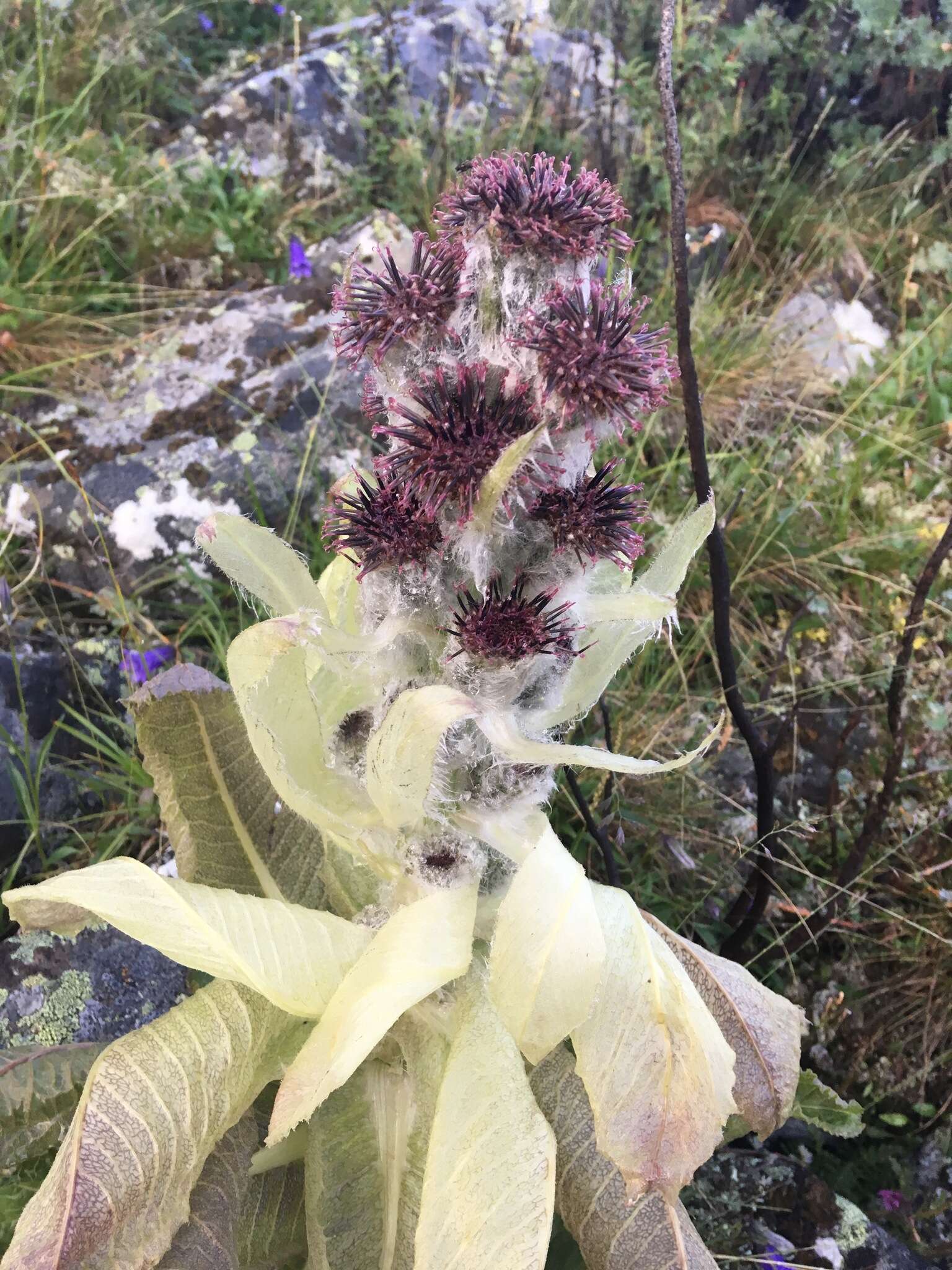 Image de Saussurea krasnoborovii S. V. Smirn.