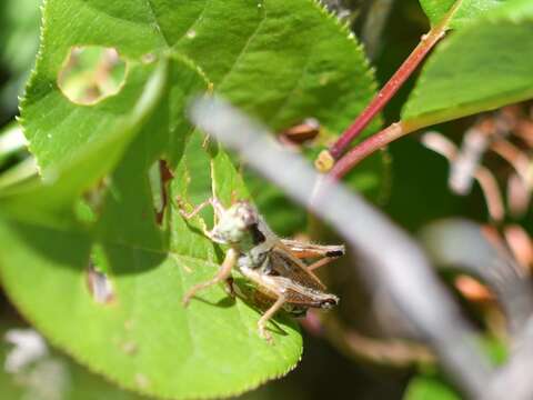 Слика од Melanoplus borealis (Fieber 1853)