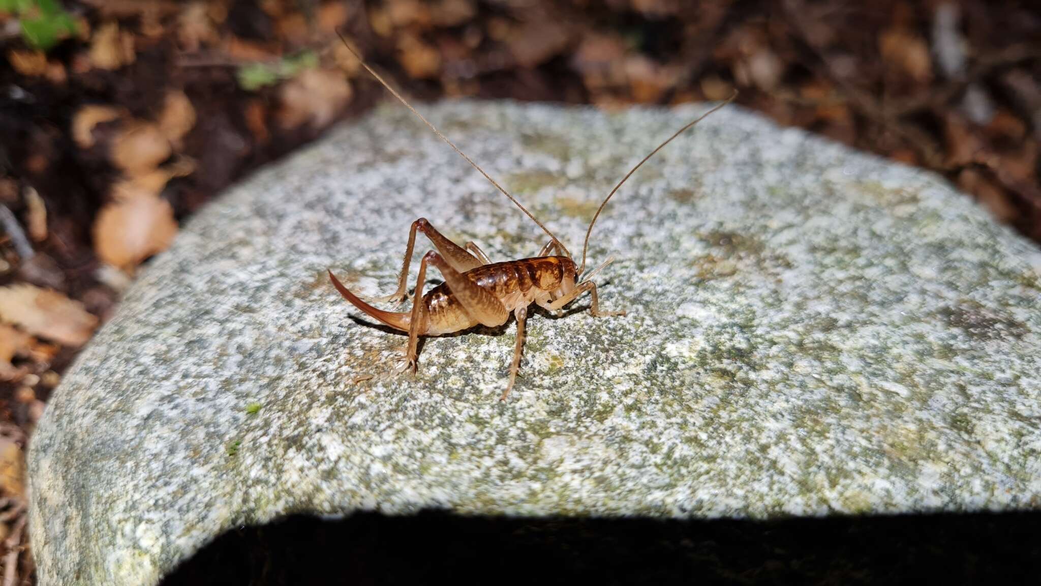 Image of Hemiandrus maculifrons (Walker & F. 1869)